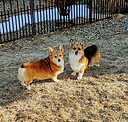 2welshcorgis