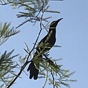 Grackle