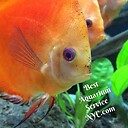 TheNYfishGuy