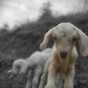 SaraLongsFarm