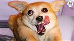 Funny Videos