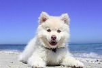 Welcome to petsfamily123 funny animals channel