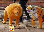 Prank Fun Animal Moment