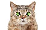 Funny Cats Videos