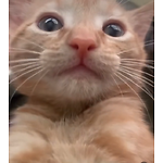 The Kiwi Kitten Gang