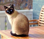 TheCatsMan