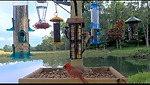 Ozark Birds Live