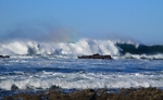 Oregon Surf