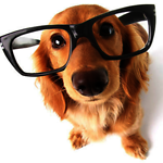 dog zadbey