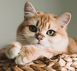 Cat & dogs video