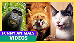 Funny Animals Video