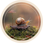 Lotty The Snail: Macro Garden