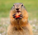 Its all about cute little innocent and naughty bobak marmot