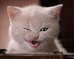 FunnyAnimals