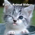 Funny Animal Videos 2023