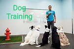 How to train your dog/disciplined training /obedient training/fun with dog