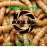 Worms X Worms