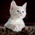 Best Funny Cute Pets