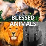 BLESSED ANIMALS