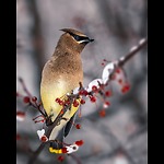 Waxwing