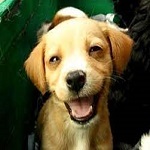 Funny animals