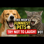 "This Week’s Funniest Pets 😹🐶 | You Won’t Believe #3!"
