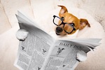 CUTE AND FUNNY ANIMALS FOR YOU