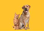 Animal lover