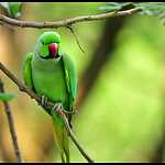 Animals & Birds
