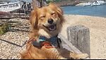 GoofyPawsChannel