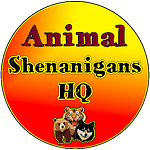 AnimalShenanigansHQ