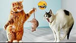 funnyanimals