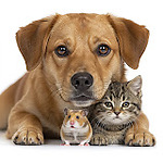 Crazy Pet World