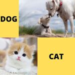 Dogs and Cat Funny Video