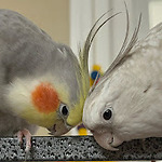 Cockatiels