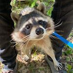 Cute raccoon