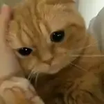 RUMBLE MOST EXCITING VIDEOS