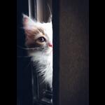 Cool and Cute Animal Video