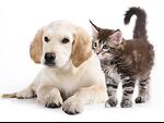 Viral cats & Dog video