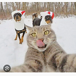 Funny animal Videos