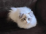 Zeeba the Ragdoll