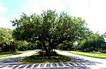 UNOFFICIAL Live Oak Reserve HOA Board Of Directors Meetings Recordings