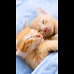 Cats lovers1