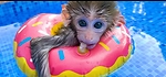 baby monkey best funny