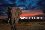 WILD LIFE