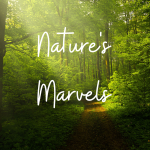 NaturesMarvels