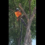 Elevated Arborists