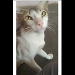 Funny Shorts video me and my cat