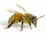 Biodynamic Beekeeping