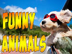 Funny Animals